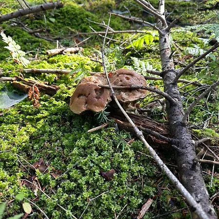 Σπίτι διακοπών Sferyczny Azyl