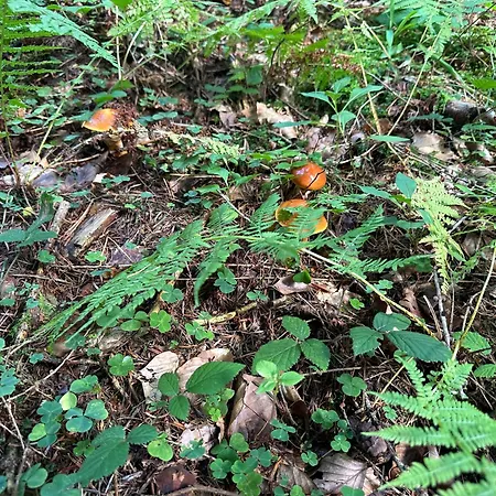 Sferyczny Azyl Tatil Evi *